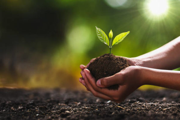 sustainability - planting trees
